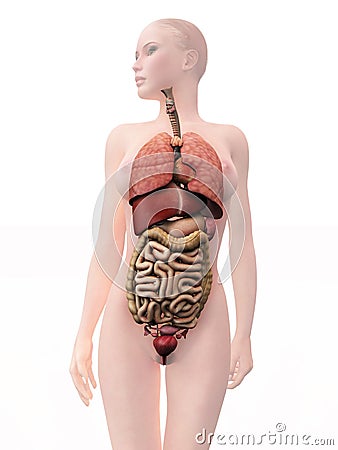 Internal human organs, woman Stock Photo