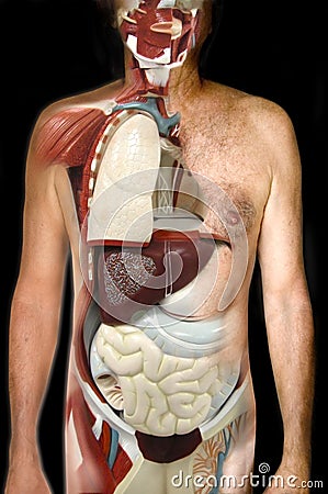 Internal organs Stock Photo