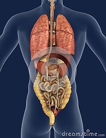 Internal Organs Back View Royalty Free Stock Image - Image: 18824086