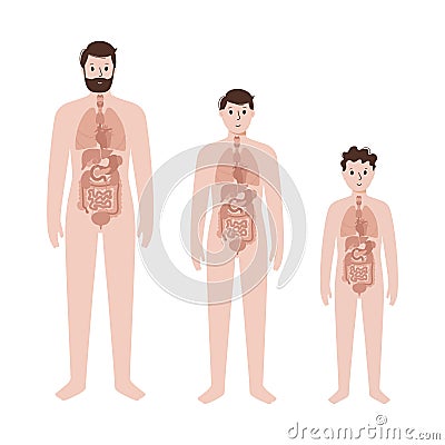 Internal organs in male body Vector Illustration