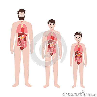 Internal organs in male body Vector Illustration