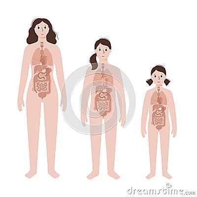 Internal organs in female body Vector Illustration