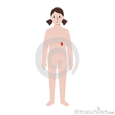 Internal organs in female body Vector Illustration
