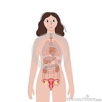 Internal organs in female body Vector Illustration