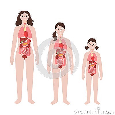 Internal organs in female body Vector Illustration