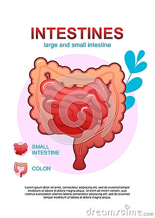 Internal organs gastrointestinal tract poster Vector Illustration