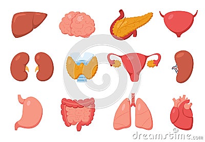 Internal organs. Heart, stomach, pancreas, kidney, liver, brain, intestine. Cartoon human inner body organ anatomy Vector Illustration