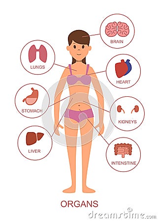 Internal organs of the human body. Anatomy of the female body Vector Illustration
