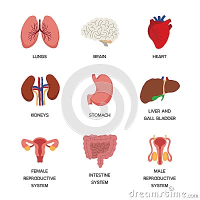 Internal organs. Human body anatomy organ icons, cartoon lungs and heart, urinary system and liver, reproductive function and Vector Illustration