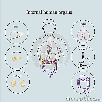 Internal organs in a human body. Anatomy of people Vector Illustration