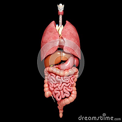 Internal Organs Of Human Body Royalty Free Stock Photos - Image: 36220968