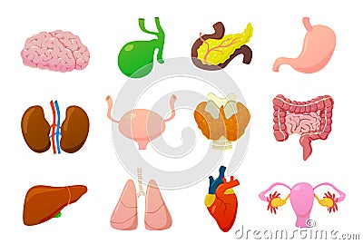 Internal organs. Human brain, bladder and stomach, kidneys and intestines, liver and lungs, heart and pancreas cartoon Vector Illustration