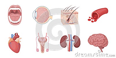 Internal organs of a human icons in set collection for design. Vector Illustration