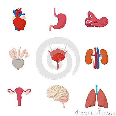 Internal organs icons set, cartoon style Vector Illustration