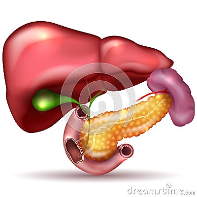 Internal organs Vector Illustration