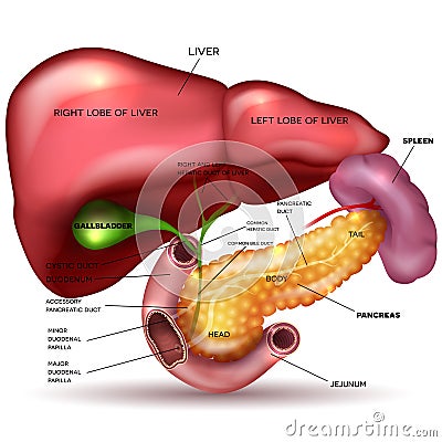 Internal organs, liver, pancreas, spleen Vector Illustration