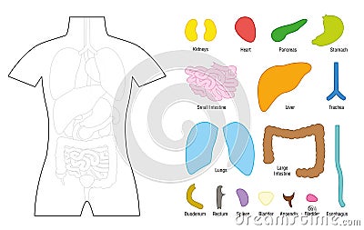 Internal Organs Puzzle Template Education Vector Illustration