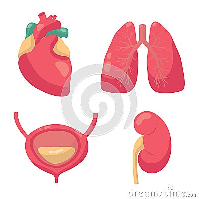 Internal organs vector illustration. Vector drawing of heart, lungs, bladder, kidney Vector Illustration