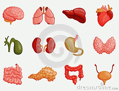 Internal organs vector illustration. Heart, liver, brain Vector Illustration