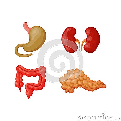 Internal organs vector illustration. Vector Illustration