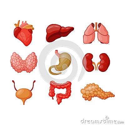 Internal organs vector illustration. Vector Illustration