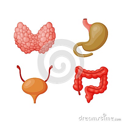 Internal organs vector illustration. Vector Illustration