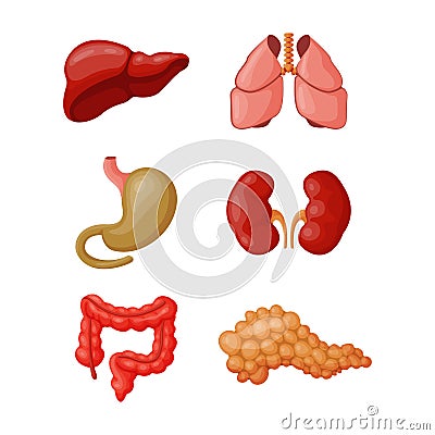 Internal organs vector illustration. Vector Illustration