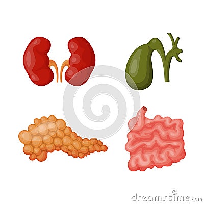 Internal organs vector illustration. Vector Illustration