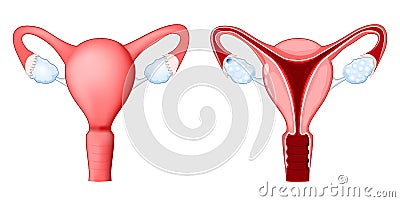 Internal sex organs are the vagina, uterus, fallopian tubes, and ovaries Vector Illustration
