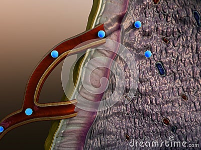 Internal structure of adrenal gland Stock Photo