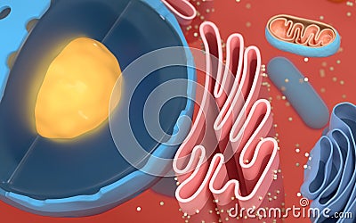 Internal structure of an animal cell, 3d rendering. Section view Stock Photo