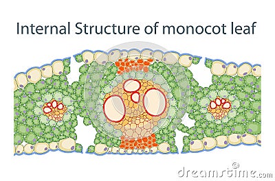 Internal Structure of monocot leaf Stock Photo