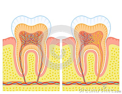 Internal structure of tooth Cartoon Illustration