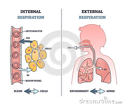 Internal vs external respiration system with air exchange outline diagram Vector Illustration