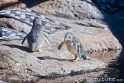 International Antarctic Centre in New Zealand Editorial Stock Photo