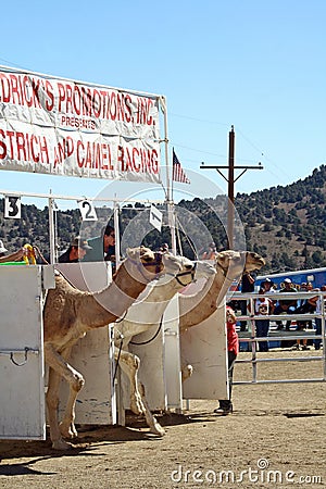 International Camel Races in Virginia City, NV, US Editorial Stock Photo