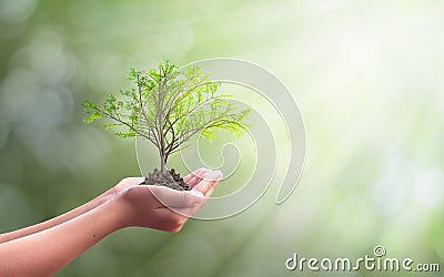 International Day of Forests Forests concept: hand holdig big tree growing on natural background Stock Photo