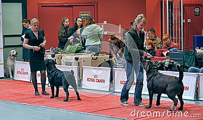 International dog show Editorial Stock Photo