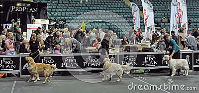 International dog show Editorial Stock Photo