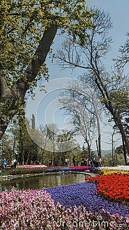 International Tulip Feast, Istanbul, Turkey Editorial Stock Photo