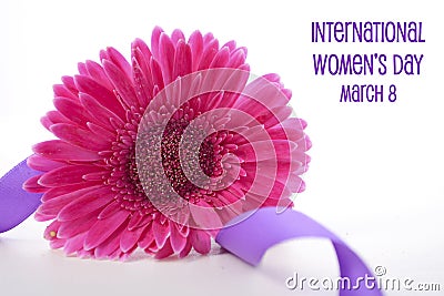 International Women`s Day pink gerbera with symbolic purple ribbon Stock Photo