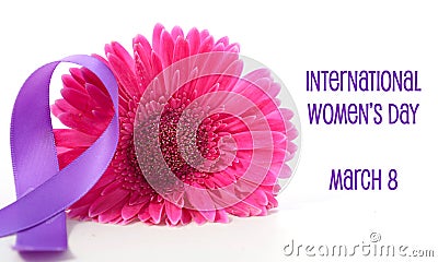 International Women`s Day pink gerbera with symbolic purple ribbon Stock Photo