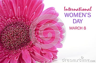 International Womens Day Pink Gerbera Stock Photo