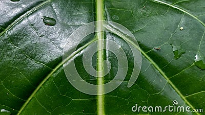 internodes on green leaves Stock Photo