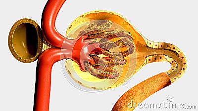 Intersection of Nephron part Stock Photo