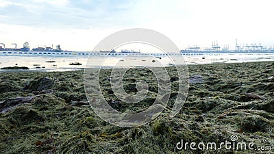 Intertidal Walk Along Tanjong Rimau Stock Photo