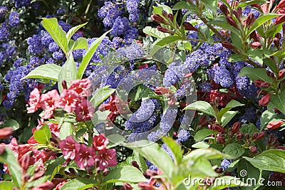 Intertwined blue and red flowers. Stock Photo
