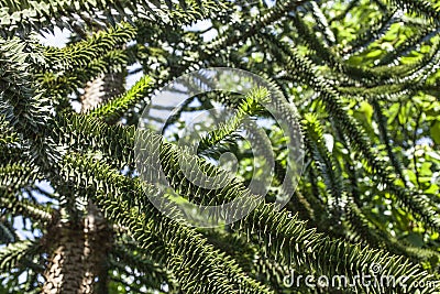 Intertwined branches, Kew Gardens. Stock Photo