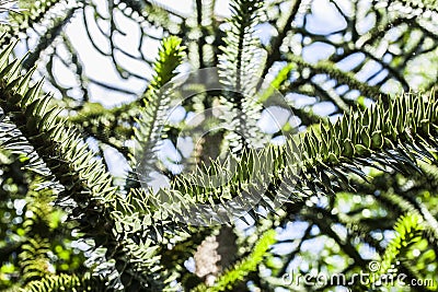 Intertwined branches and the light, Kew Gardens. Stock Photo