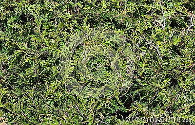 Intertwined branches of thuja are illuminated by sunlight Stock Photo